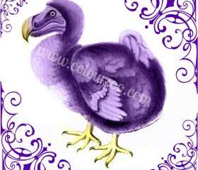 Light violet Dodo by Garden of England