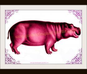 Magenta Hippo by Garden of England